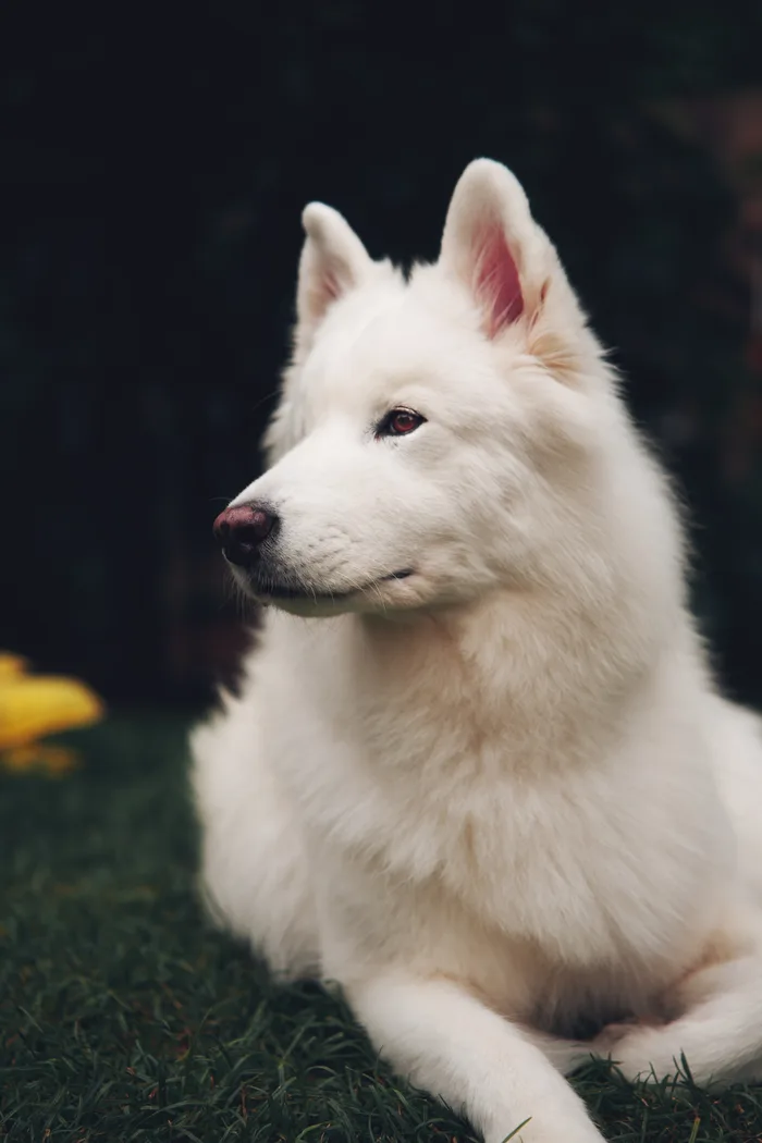 White shepherd dog lying on grass against a dark background — portrait by Hunter Cannon